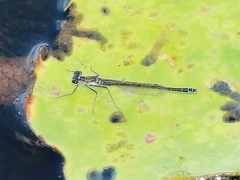 Austrocnemis maccullochi