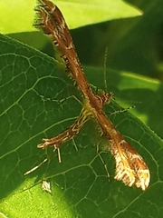 Geina didactyla