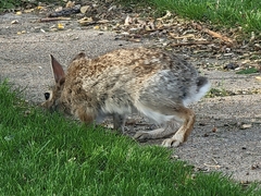 Sylvilagus floridanus