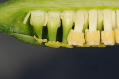 Spathantheum orbignyanum