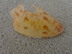 Amoria hunteri