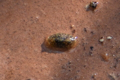 Onchidella floridana