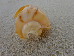 Amoria hunteri