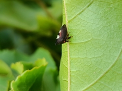 Enchenopa quadricolor