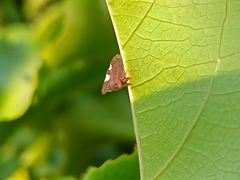 Enchenopa quadricolor