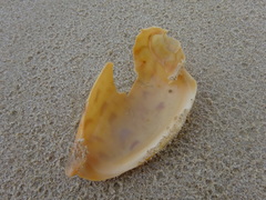 Amoria hunteri