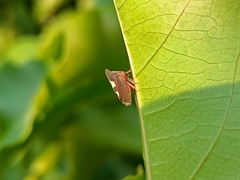 Enchenopa quadricolor