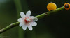 Rhipsalis - Photo (c) Maria Isabel Weyermanns, some rights reserved (CC BY-NC), uploaded by Maria Isabel Weyermanns