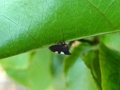 Enchenopa quadricolor