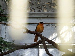 Cossypha niveicapilla