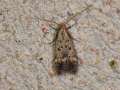 Neodactylota liguritrix