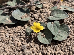 Viola purpurea integrifolia