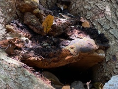 Fulvifomes floridanus