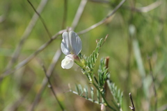 Vicia lutea lutea