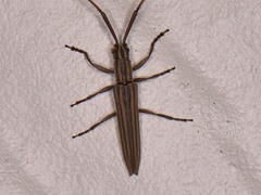 Hippopsis lemniscata