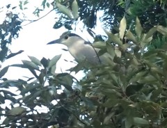 Nycticorax nycticorax