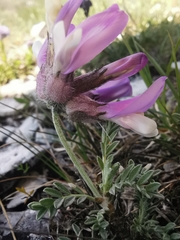 Astragalus vesicarius
