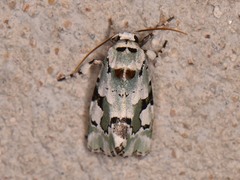 Emarginea percara