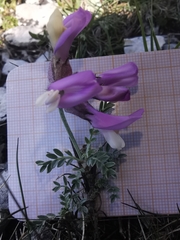 Astragalus vesicarius