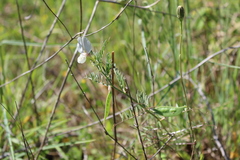 Vicia lutea lutea