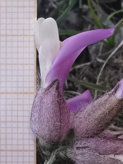 Astragalus vesicarius