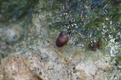 Pedipes ovalis