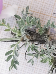 Astragalus vesicarius