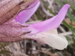 Astragalus vesicarius