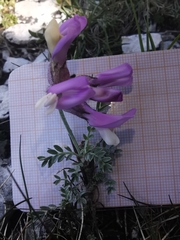Astragalus vesicarius