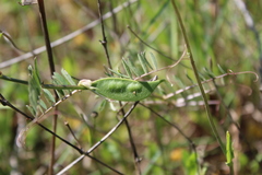 Vicia lutea lutea