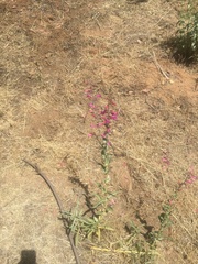 Penstemon × parishii