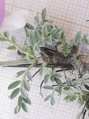 Astragalus vesicarius