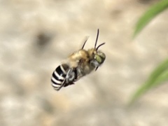 Anthophora californica