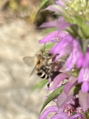 Anthophora californica
