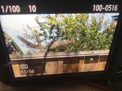 Sciurus niger