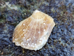 Crassadoma