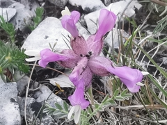 Astragalus vesicarius