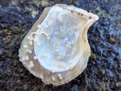 Crassadoma