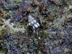 Peristerniinae