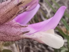 Astragalus vesicarius
