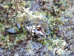 Peristerniinae