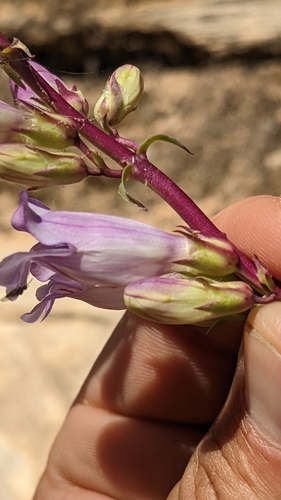 Image of Penstemon laevis by (c) Darrin Gobble, some rights reserved (CC BY)