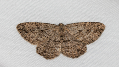 Zermizinga sinuata