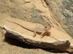Pristurus celerrimus