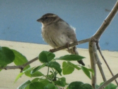 Passer domesticus