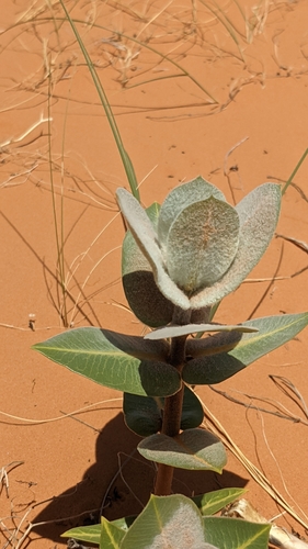 Image of Asclepias welshii by (c) Darrin Gobble, some rights reserved (CC BY)