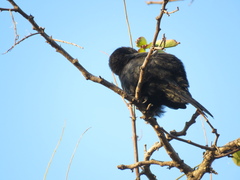 Icterus pyrrhopterus