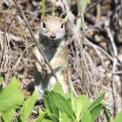 Xerospermophilus spilosoma