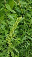 Rumex crispus