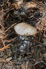 Clitocybe glacialis